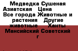 Медведка Сушеная Азиатская › Цена ­ 1 400 - Все города Животные и растения » Другие животные   . Ханты-Мансийский,Советский г.